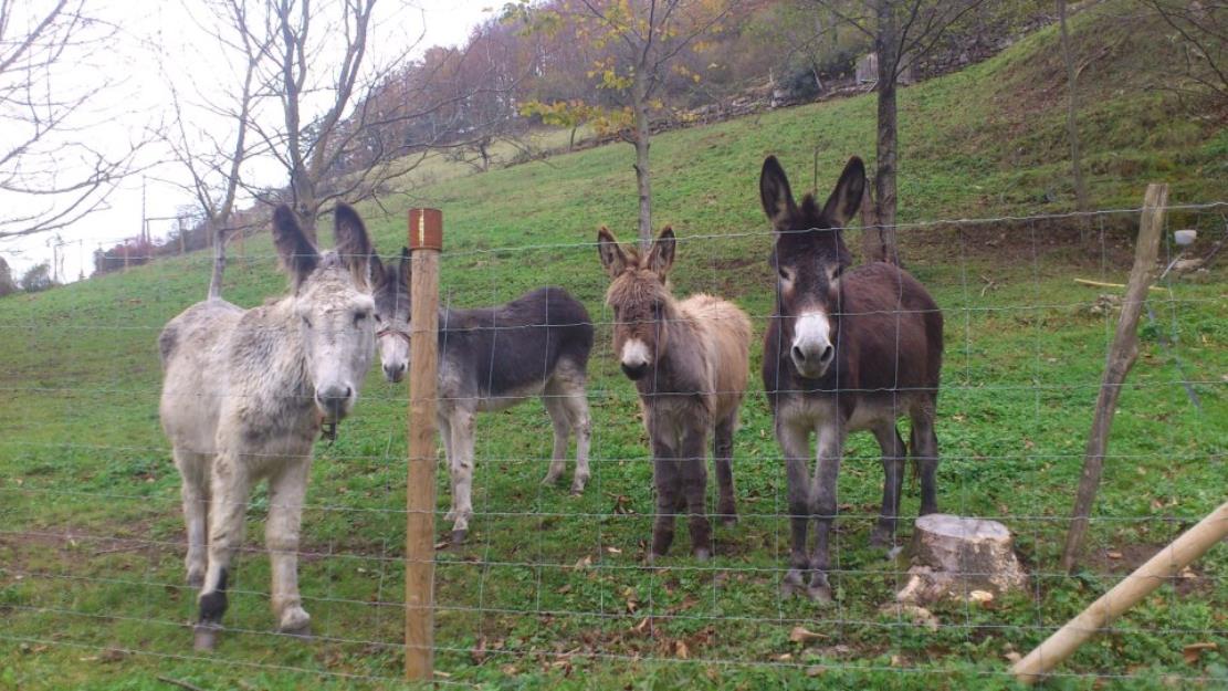 3 burras (preñadas) y 1 burro en Bizkaia