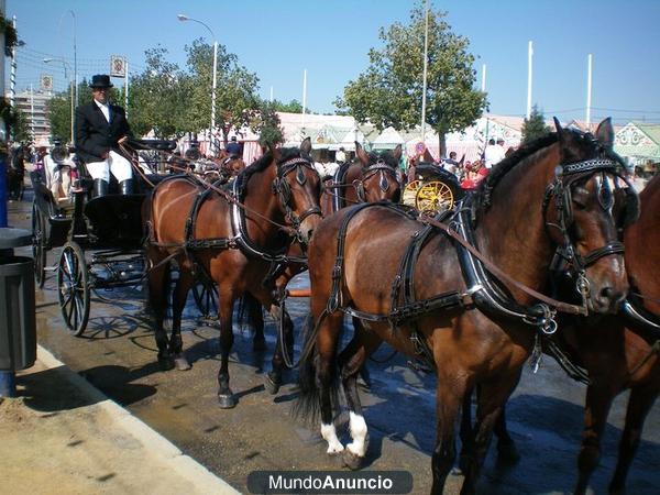 ALQUILER DE CARRUAJES PARA BODAS