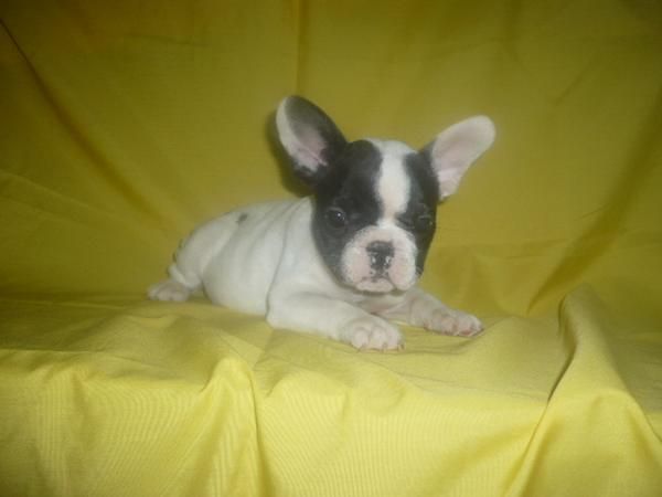 BULL DOG FRANCES muy cariñosos