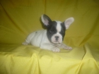 BULL DOG FRANCES muy cariñosos - mejor precio | unprecio.es