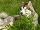 BUSCO ALASKN MALAMUTE HEMBRA PRA CRUZAR - mejor precio | unprecio.es