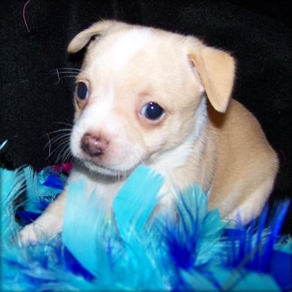 cachorro chihuahua de color blanco