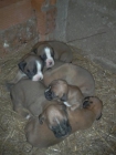 cachorros de boxer - mejor precio | unprecio.es