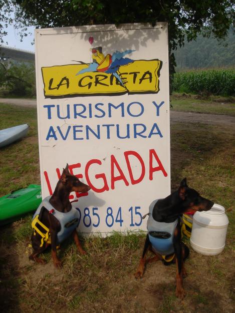 cachorros de doberman