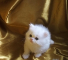 Camada de gatitos persa de gran belleza & caracter - mejor precio | unprecio.es