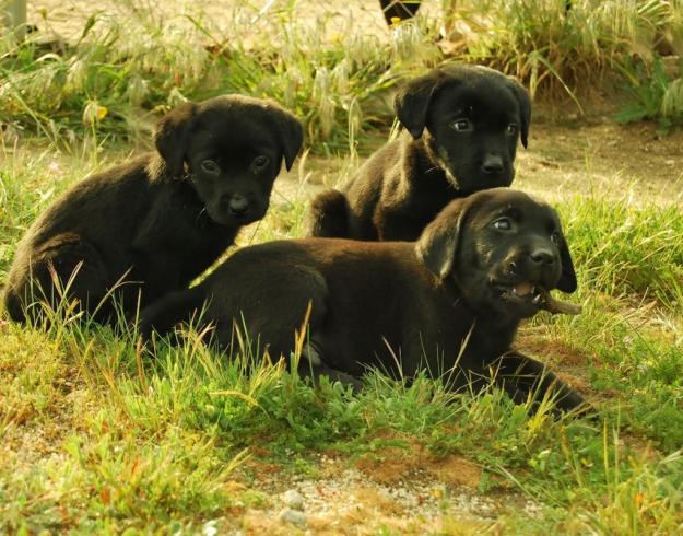 Ejemplares de Labrador Retriever inscritos en Loe , fotos reales , Máxima seriedad