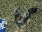 HE PERDIDO A MI PERRO TERRIBLE EN LA ZONA DE L'ARBOÇ-TARRAGONA. - mejor precio | unprecio.es