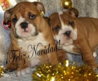 Impresionantes cachorros de Bulldog ingles - mejor precio | unprecio.es