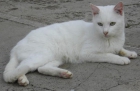 Nina, una gata preciosa blanca en adopción - mejor precio | unprecio.es