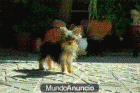 Perrita preciosa Yorkshire Miniatura, de Calidad - mejor precio | unprecio.es
