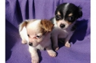 Preciosos cachorros chihuahua - mejor precio | unprecio.es