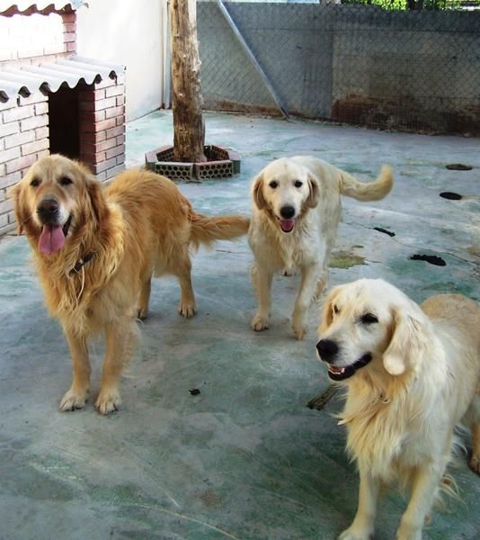 SE DAN EN ADOPCION ADULTOS DE GOLDEN RETRIEVER