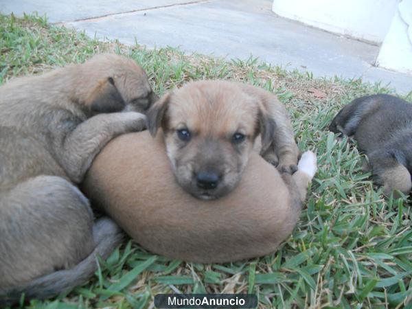 se regalan cachorros cruzados