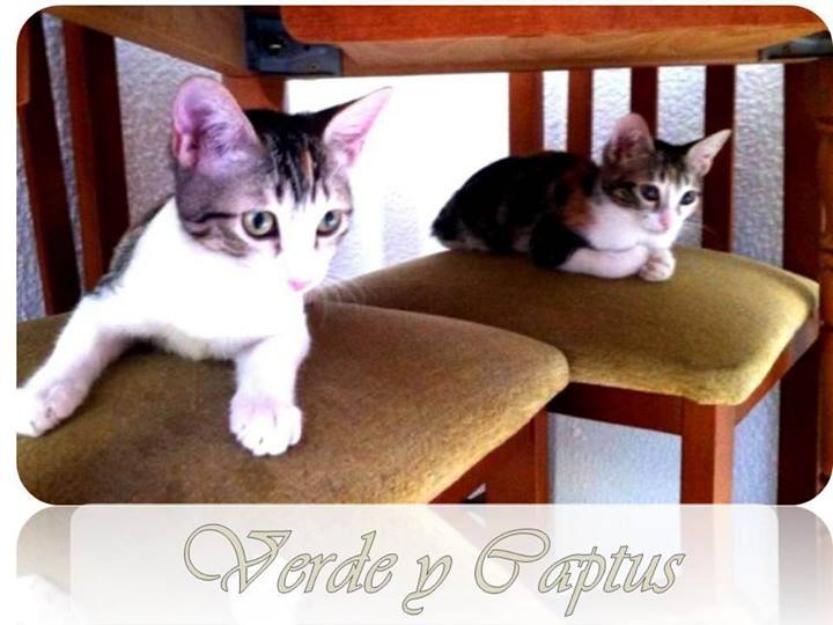 Verde y Captus, gatos necesitan urgente adopción