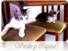 Verde y Captus, gatos necesitan urgente adopción - mejor precio | unprecio.es