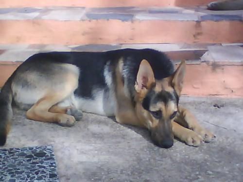 --- THOR--   EN ADOPCION