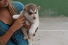 Cachorro Hembra Husky Siberiano - mejor precio | unprecio.es