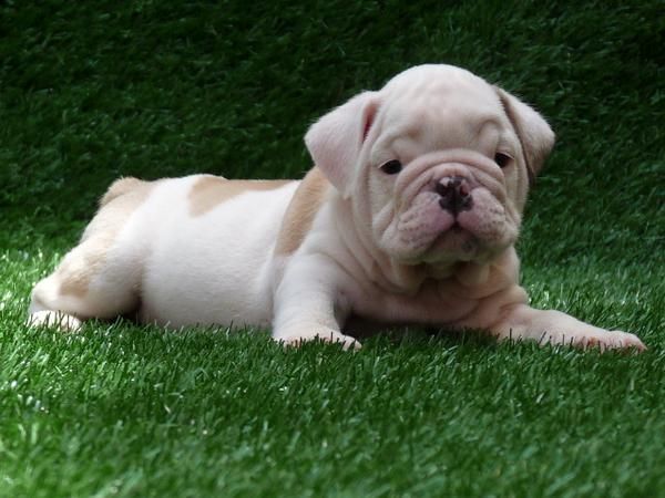 Cachorros Bulldog Ingles/..