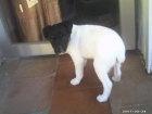 CACHORROS DE BODEGUERO ANDALUZ 150 - mejor precio | unprecio.es