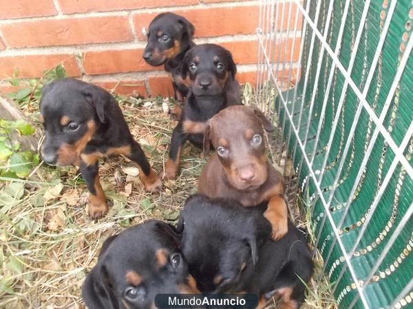 CACHORROS DOBERMAN EN VENTA