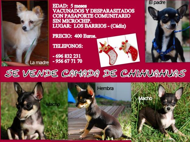 CHIHUAHUA VENTA