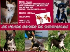 CHIHUAHUA VENTA - mejor precio | unprecio.es