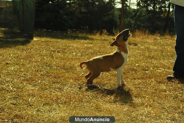 magnificos ejemplares de bullterrier.machos y hembras .alta calidad;fotos actuales,PVP:500 euros