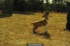 magnificos ejemplares de bullterrier.machos y hembras .alta calidad;fotos actuales,PVP:500 euros - mejor precio | unprecio.es