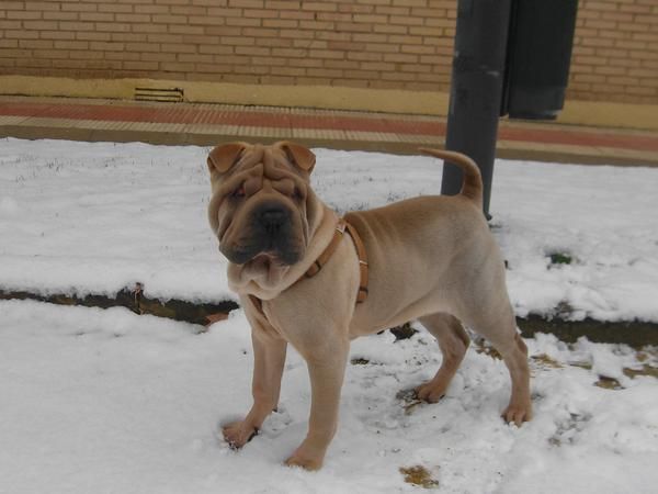 se vende shar pei 15meses