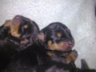 se venden dos preciosas rottweiler - mejor precio | unprecio.es