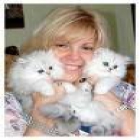 tengo gatos machos y hembras para la adopción - mejor precio | unprecio.es