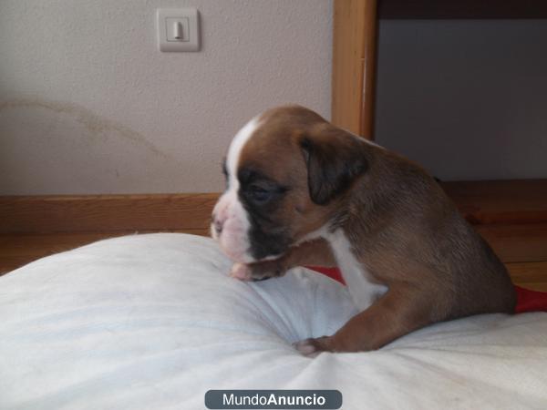 boxer puros