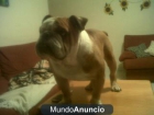 bull dog ingles busca monta - mejor precio | unprecio.es