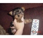 Cachorros de Yorkshire para su aprobación. - mejor precio | unprecio.es