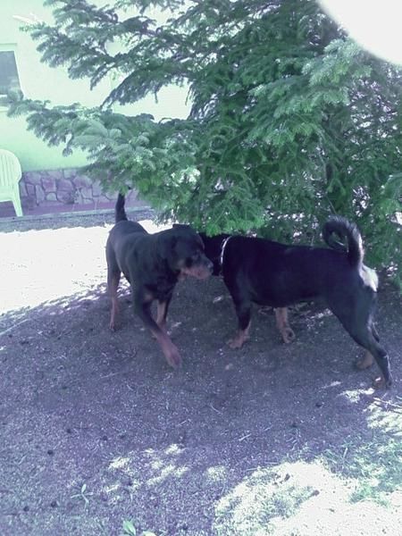 camada de rottweilers