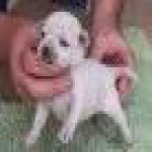 chihuahuas machos y hembras - mejor precio | unprecio.es