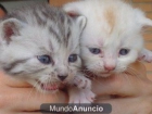 gatitos british shorthair - mejor precio | unprecio.es