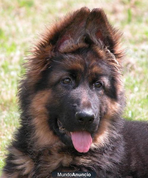 Impresionante Cachorro Pastor aleman