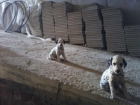 preciosa camada de cachorros dalmatas - mejor precio | unprecio.es