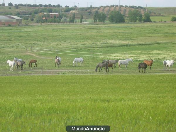 PUPILAJE A 25 MINUTOS DE MADRID CAPITAL ZONA HENARES