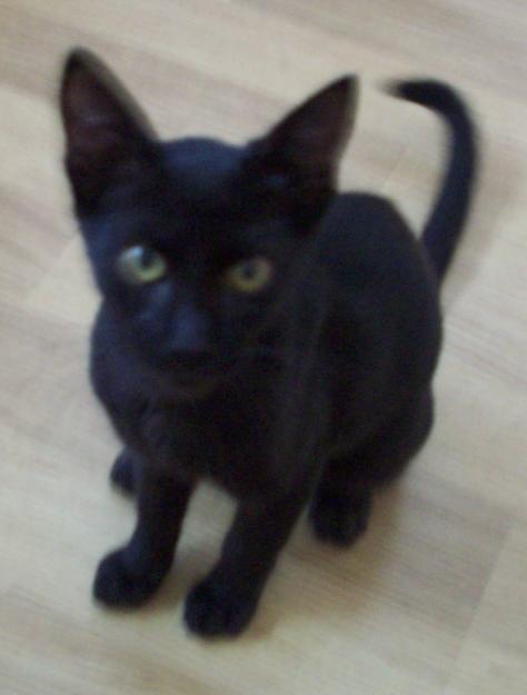REGALO GATITA