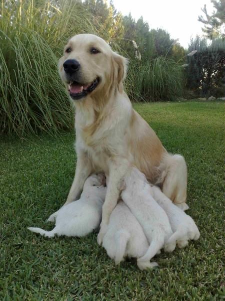 SE VENDEN CACHORROS DE GOLDEN RETRIEVER