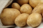 se venden patatas de consumo y patatas de siembra - mejor precio | unprecio.es