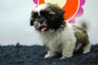 SHIHTZU _ HEMBRAS Y MACHOS  _  HA UN PRECIO DE ESCANDALO _ Totalmente legales : microchip ; contrato compraventa .etc - mejor precio | unprecio.es