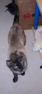 Adopción Gato (Kiara)