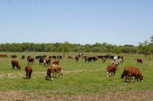 ¡¡¡ATENCION ADOPTAMOS ANIMALES DE TODO TIPO, BURROS CABALLOS GALLINAS, PERROS, AVESTRUCES...!! DISPONGO DE GRAN TERRENO