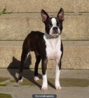 Boston Terrier para montas - mejor precio | unprecio.es