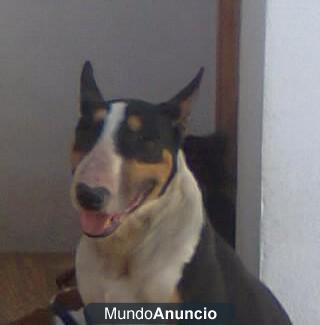 bull terrier tricolor para montas