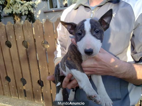 Bullterrier Preciosos Cachorros Todos Para Entregar Fotos Actuales