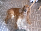 Busco perra de monta por cachorro. - mejor precio | unprecio.es